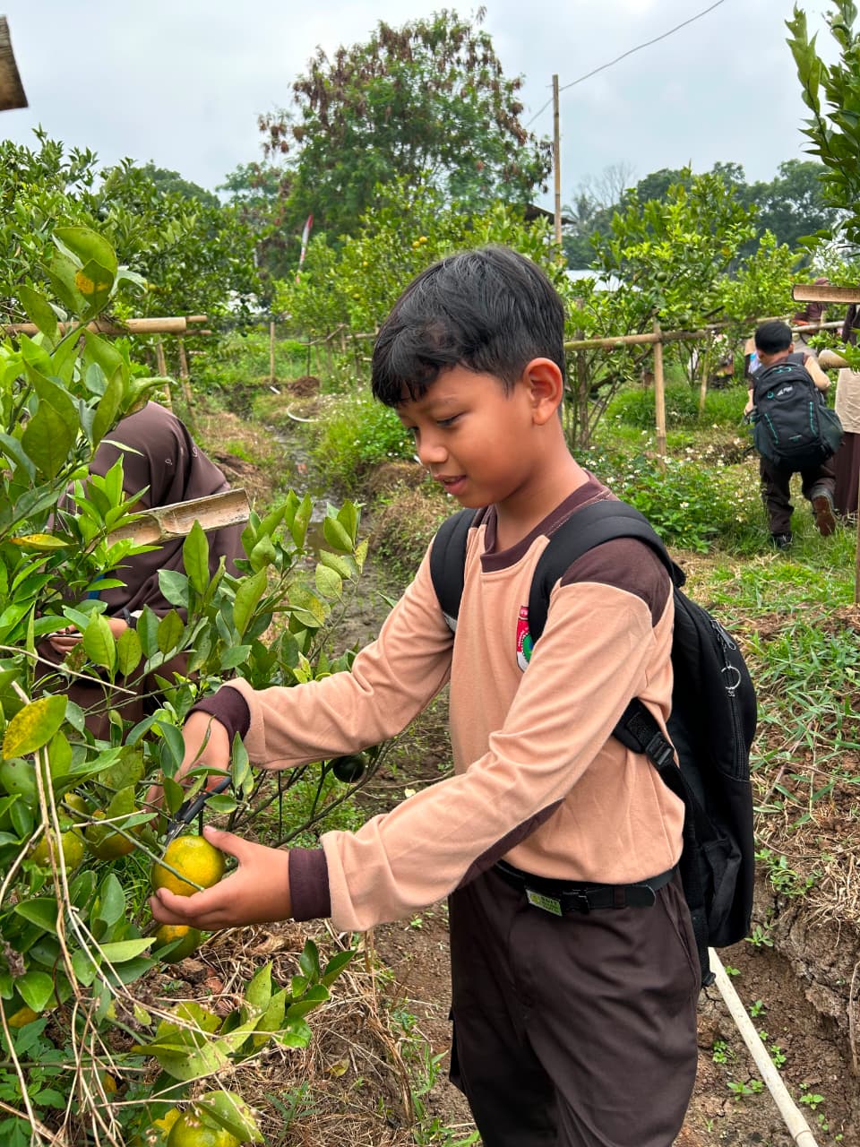 pembelajaran-luar-sekolah-kelas-2-sdit-nidaul-hikmah-di-wisata-petik-jeruk-salatiga