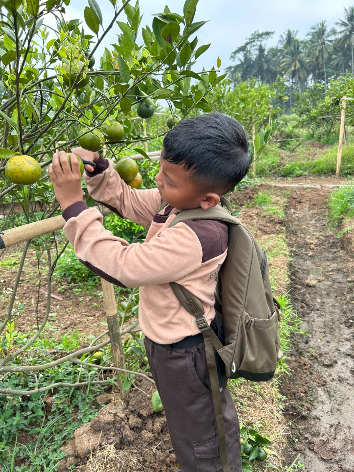 pembelajaran-luar-sekolah-kelas-2-sdit-nidaul-hikmah-di-wisata-petik-jeruk-salatiga