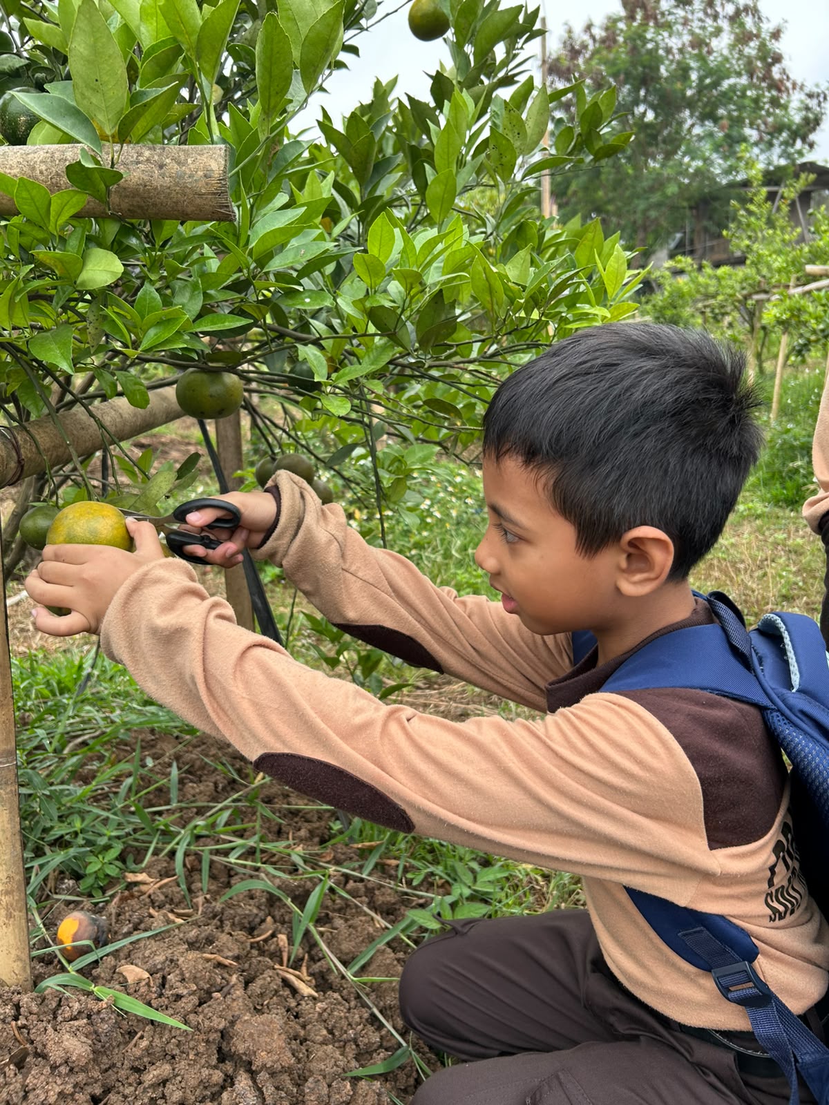 pembelajaran-luar-sekolah-kelas-2-sdit-nidaul-hikmah-di-wisata-petik-jeruk-salatiga
