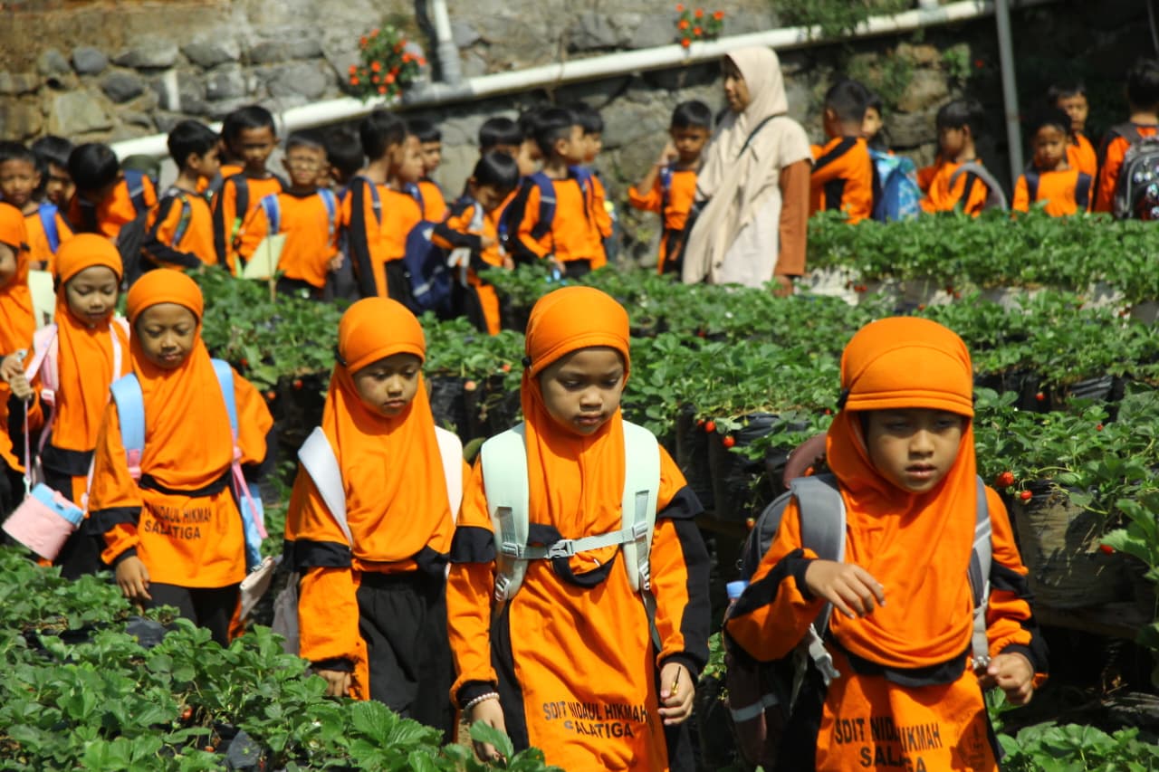 berlangsung.  Mengenal Tanaman Stroberi dan Memetik Buah Secara Langsung
