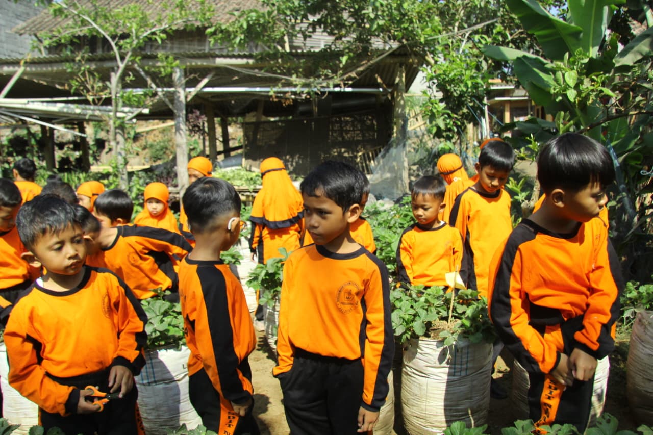 berlangsung.  Mengenal Tanaman Stroberi dan Memetik Buah Secara Langsung