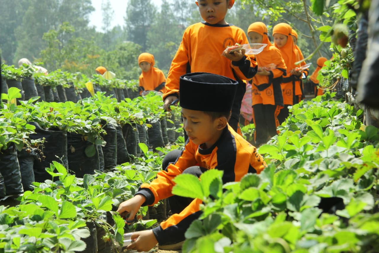 Serunya Outing Class Kelas 1 SDIT Nidaul Hikmah Salatiga: Belajar dari Kebun Stroberi hingga Pabrik Susu
